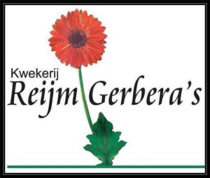 Reijm Gerbera's Reijm Gerbera's